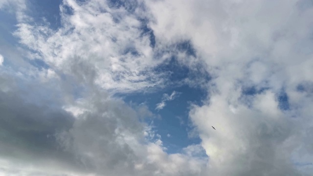 海鸥在4K高的云层中飞翔视频素材
