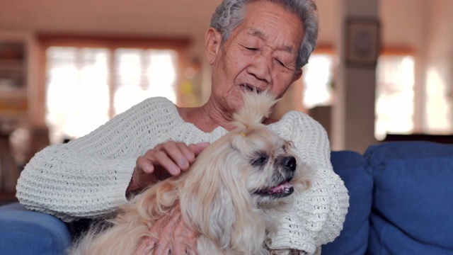 一个秋天或夏天的一天，亚洲老年妇女正在家里的扶手椅上与一只猫休息。采购产品生活方式，老年，退休，高级肖像，医疗保健和医疗，人寿保险，关系，人，家庭，宠物爱的概念。视频下载