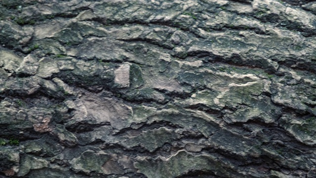 老栗树树皮的纹理特写。树皮上可以看到很深的裂缝。视频下载