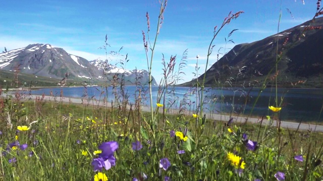 挪威北部海边和山上的野花草地视频下载