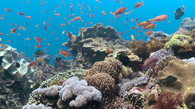 五颜六色的鱼游过珊瑚礁，巴厘岛。视频下载