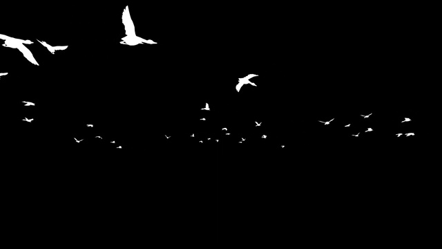 海鸥在慢动作飞行，卢玛·马特附视频素材