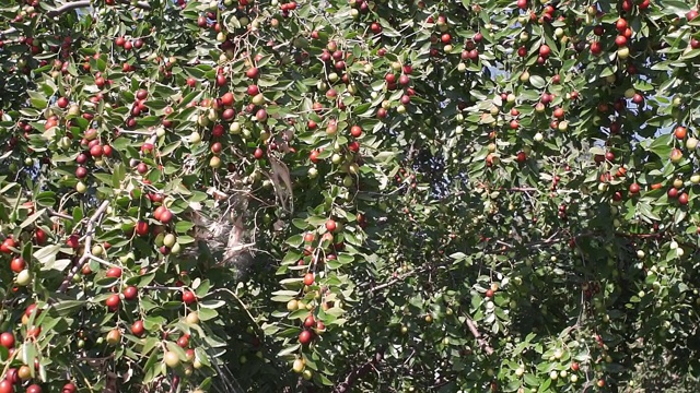 红枣水果或猴苹果新鲜从树上采摘的有机水果视频素材