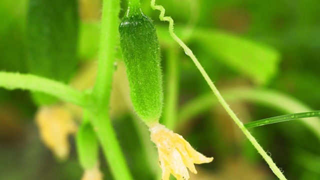 绿色黄瓜种植有机蔬菜视频素材