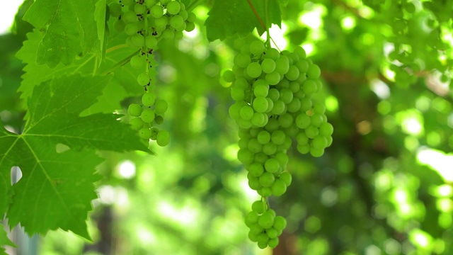 成熟的白葡萄串酿酒厂。绿叶，地道的田园葡萄园视频素材