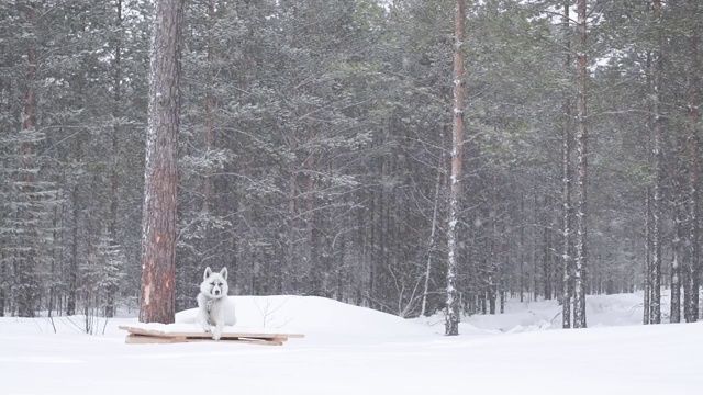 森林里下大雪。冬天，许多大雪落在松树的树枝上。冬天的西伯利亚，一只狗躺在雪地里视频素材
