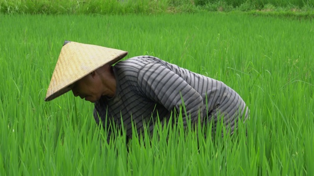 在稻田里工作的人视频素材