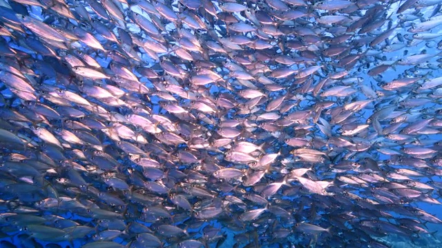 库拉索岛附近加勒比海珊瑚礁中的鱼饵球/鱼群视频素材