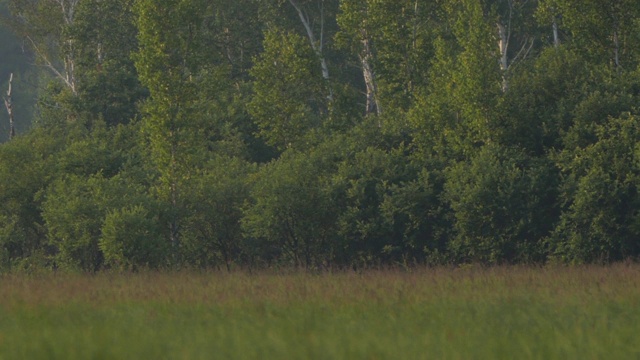 东方斑鸠-兴安自然保护区视频素材