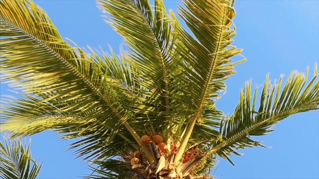 椰子树的慢动作视频下载