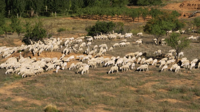 羊群用后腿跳过沟渠，吃草视频素材