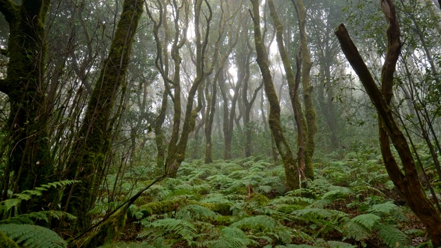 西班牙特内里费岛阿纳加乡村公园。雾蒙蒙的绿色森林中有丰富的植物。典型的加那利群岛植被，4K视频素材