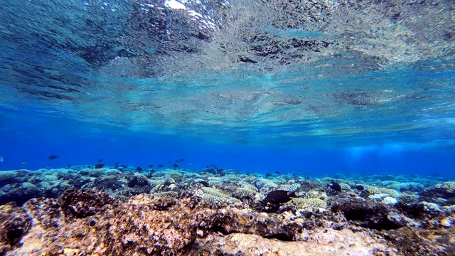 热带珊瑚礁波视频素材