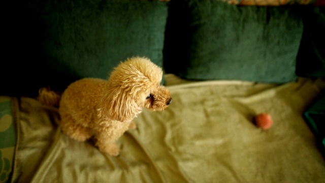 一只可爱的棕色狮子狗早上醒来后在床上放松自己视频素材