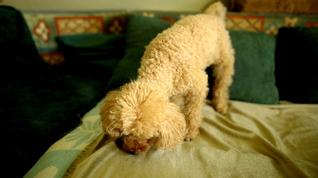 一只可爱的棕色狮子狗早上醒来后在床上放松自己视频素材