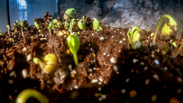 延时:大豆的生长视频素材