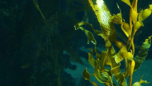 光线透过巨大的海藻森林。Macrocystis pyrifera。潜水，水族馆和海洋概念。水下近距离摇摆的海藻叶子。阳光穿透充满活力的奇异海洋植物视频素材