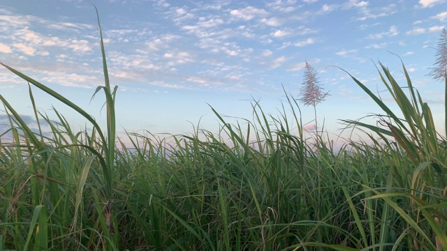 风中飘着甘蔗，日落/日出时冲绳的蓝天视频素材