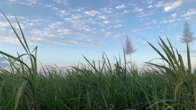 风中飘着甘蔗，日落/日出时冲绳的蓝天视频素材