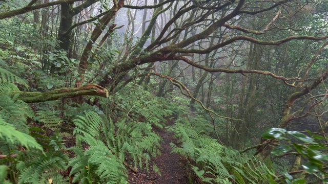 神秘朦胧的森林。在西班牙特内里费岛的阿纳加乡村公园雨林中，步行穿过神奇的迷雾绿色森林。在加那利群岛上，雾中的蕨类灌木和旋转的树木。高质量拍摄，4K视频素材