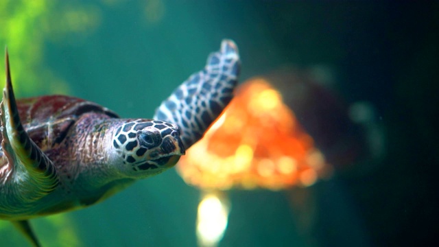 慢镜头大龟潜入水中，光传水中自然美景，龟在海洋中畅游，水中野生动物展现了保护海洋环境的自然美景视频下载