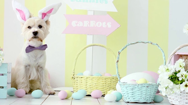 有兔耳朵的搞笑狗。复活节假期视频素材
