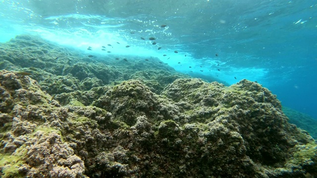 水下景观-从底部看珊瑚礁视频素材
