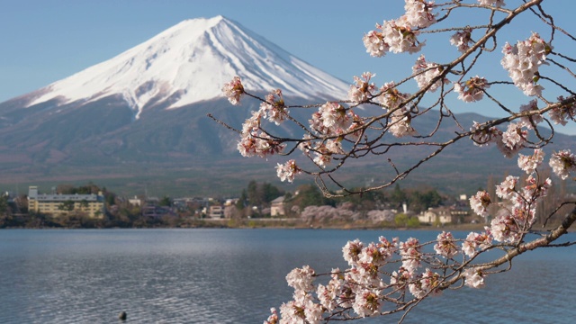 富士山和川口湖上的樱花(倾斜)视频素材