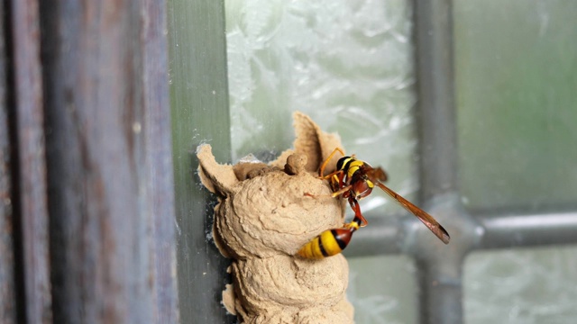 黄蜂在木门上用泥土筑巢视频素材