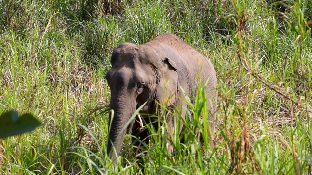 亚洲象是一种大型哺乳动物。视频素材