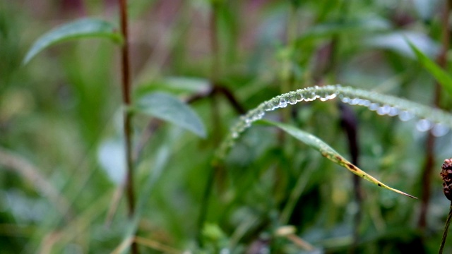夏天，草地上挂着雨滴。视频下载