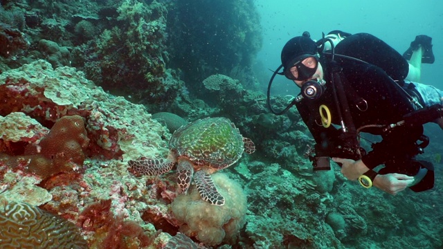 在一次罕见的生态旅游中，潜水员遇到了一只在水下珊瑚礁上游泳的玳瑁海龟视频下载