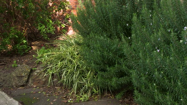 在后院种植绿色植物视频下载