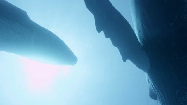 座头鲸在多米尼加共和国的蓝海中休息视频素材