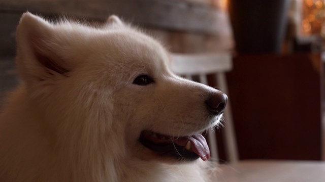 美丽的白色狗萨摩耶德吐着舌头呼吸。视频素材