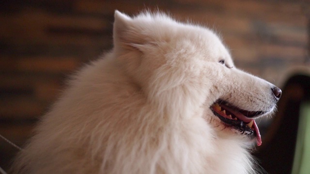 特写照片的白色迷人的狗品种萨摩耶视频素材