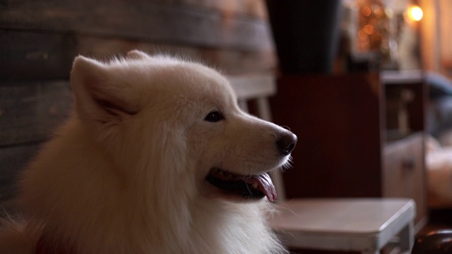 一张白色的萨摩耶犬的脸的特写视频素材