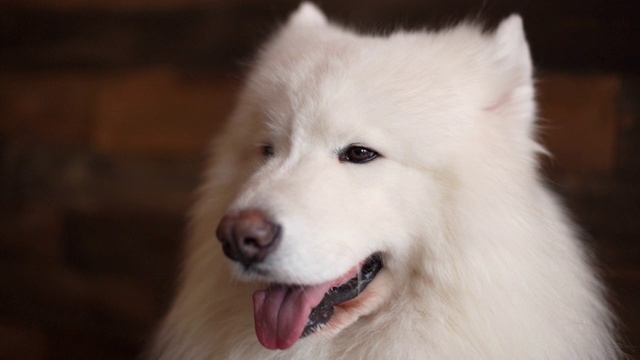 一张白色的萨摩耶犬的脸的特写视频素材