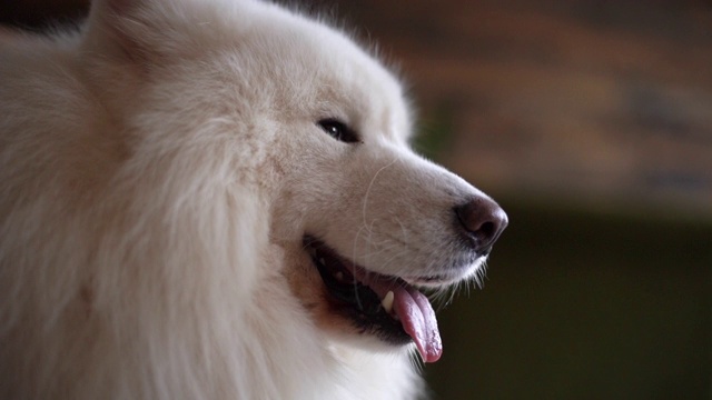 一个白色毛茸茸的萨摩耶品种的狗的脸的特写视频素材