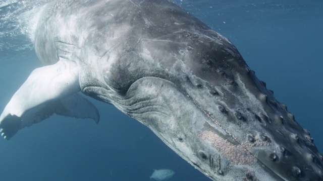 多米尼加共和国，座头鲸幼崽在水面游泳视频素材