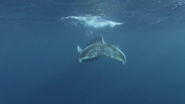 座头鲸幼崽浮出水面，多米尼加共和国视频素材
