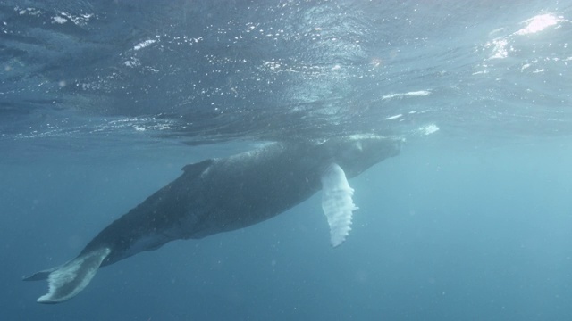 多米尼加共和国，座头鲸幼崽在水面游泳视频素材