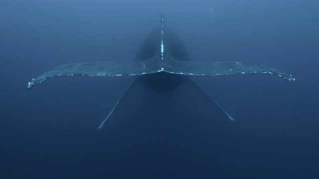 座头鲸在海洋中休息，多米尼加共和国视频素材
