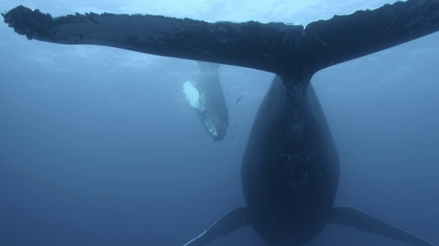 多米尼加共和国，座头鲸幼崽用鼻子蹭着母亲视频素材
