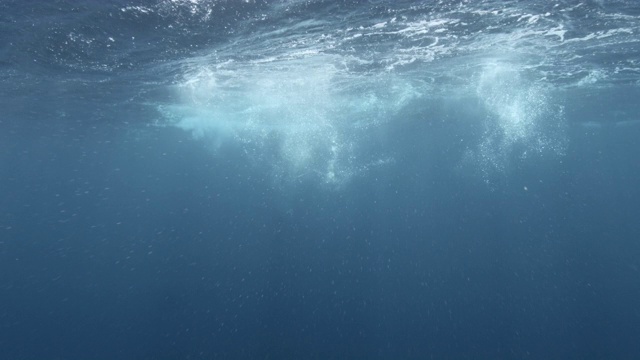 座头鲸幼崽在水面游泳视频素材