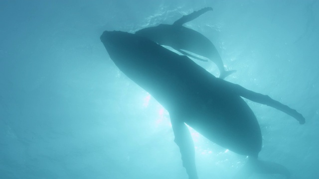 座头鲸和幼鲸在阳光下的轮廓视频素材