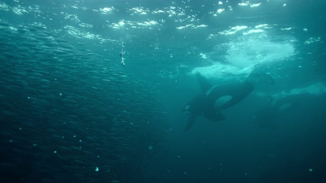 挪威，虎鲸群正在捕捞鲱鱼视频下载