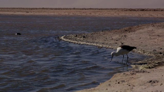 阿塔卡马沙漠的动物群视频素材