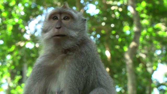 猴子在森林视频下载