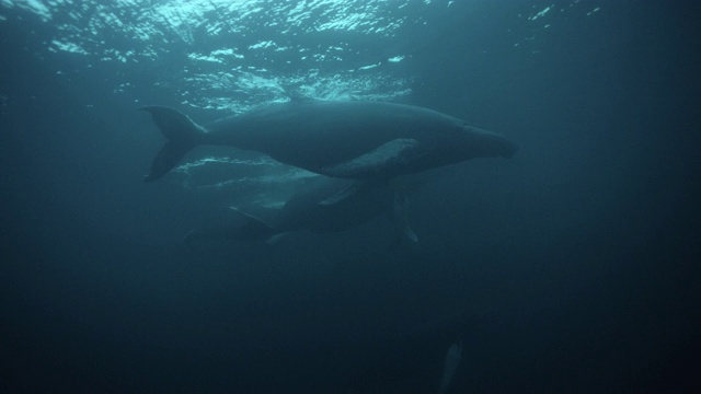 座头鲸群在挪威水面游泳视频素材